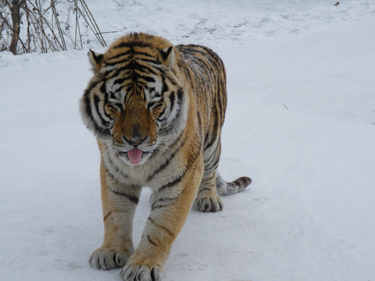 siberian tiger harbin winter free photo