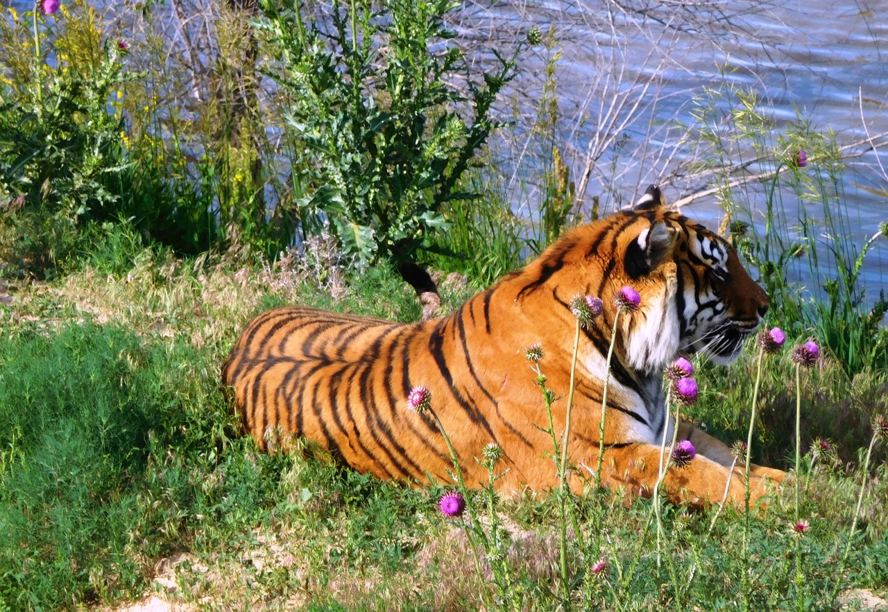 tiger water vegetation free photo