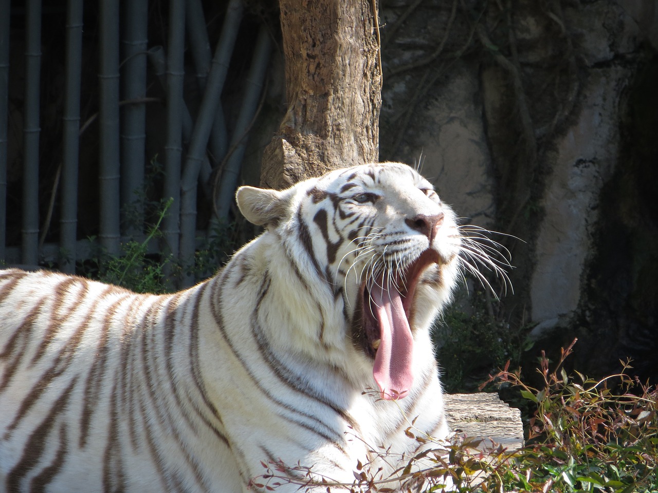 tiger white wildlife free photo