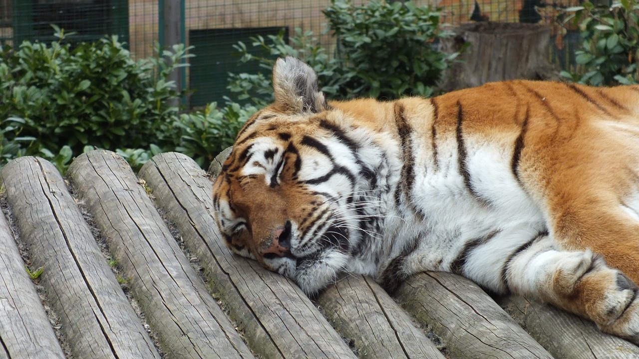 tiger sleeping animal animal free photo