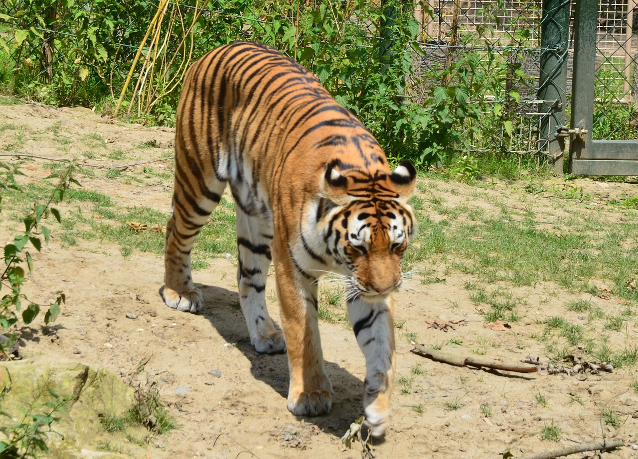 tiger zoo wilderness