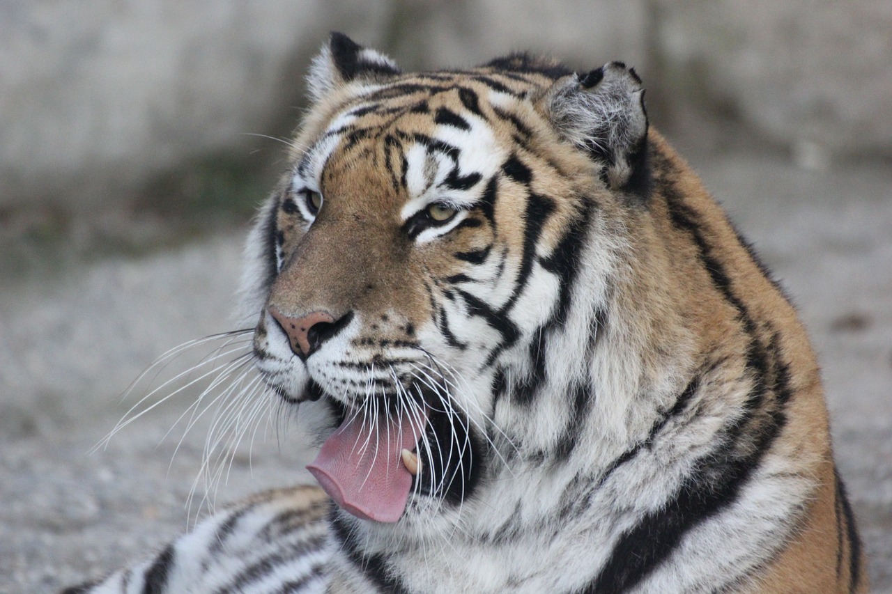 tiger animal relaxation free photo