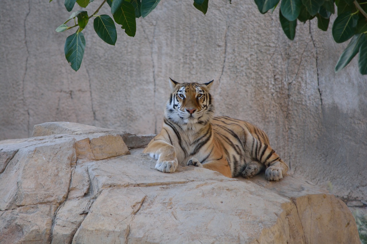 tiger animal feline free photo