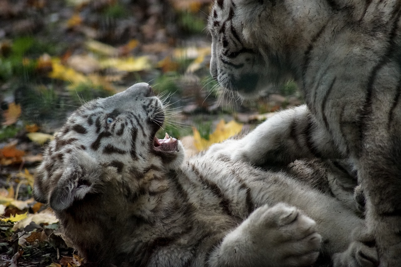 tiger white cub free photo