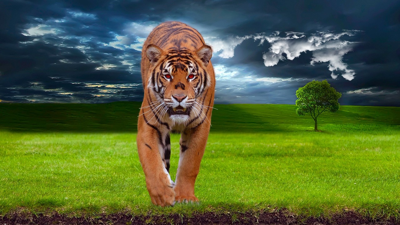 tiger predator animal free photo