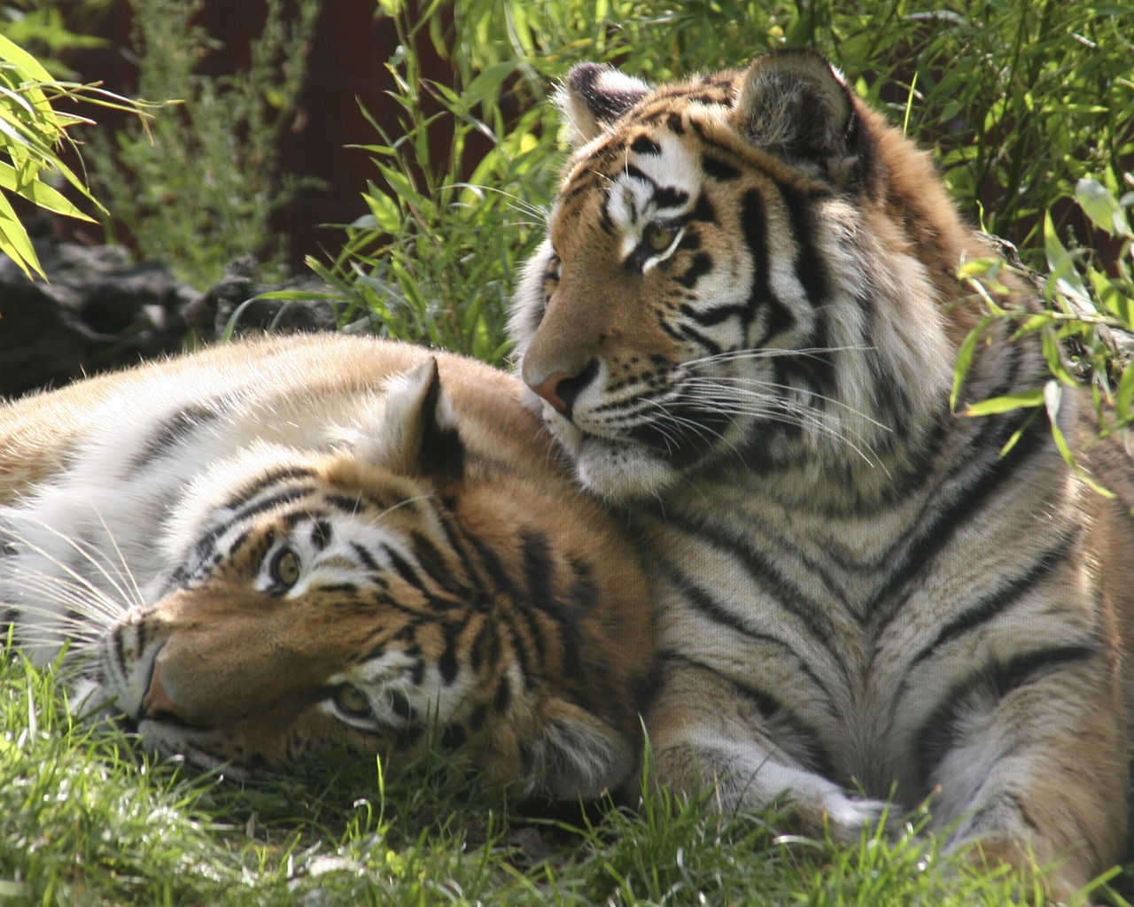 tigers carnivore nature free photo