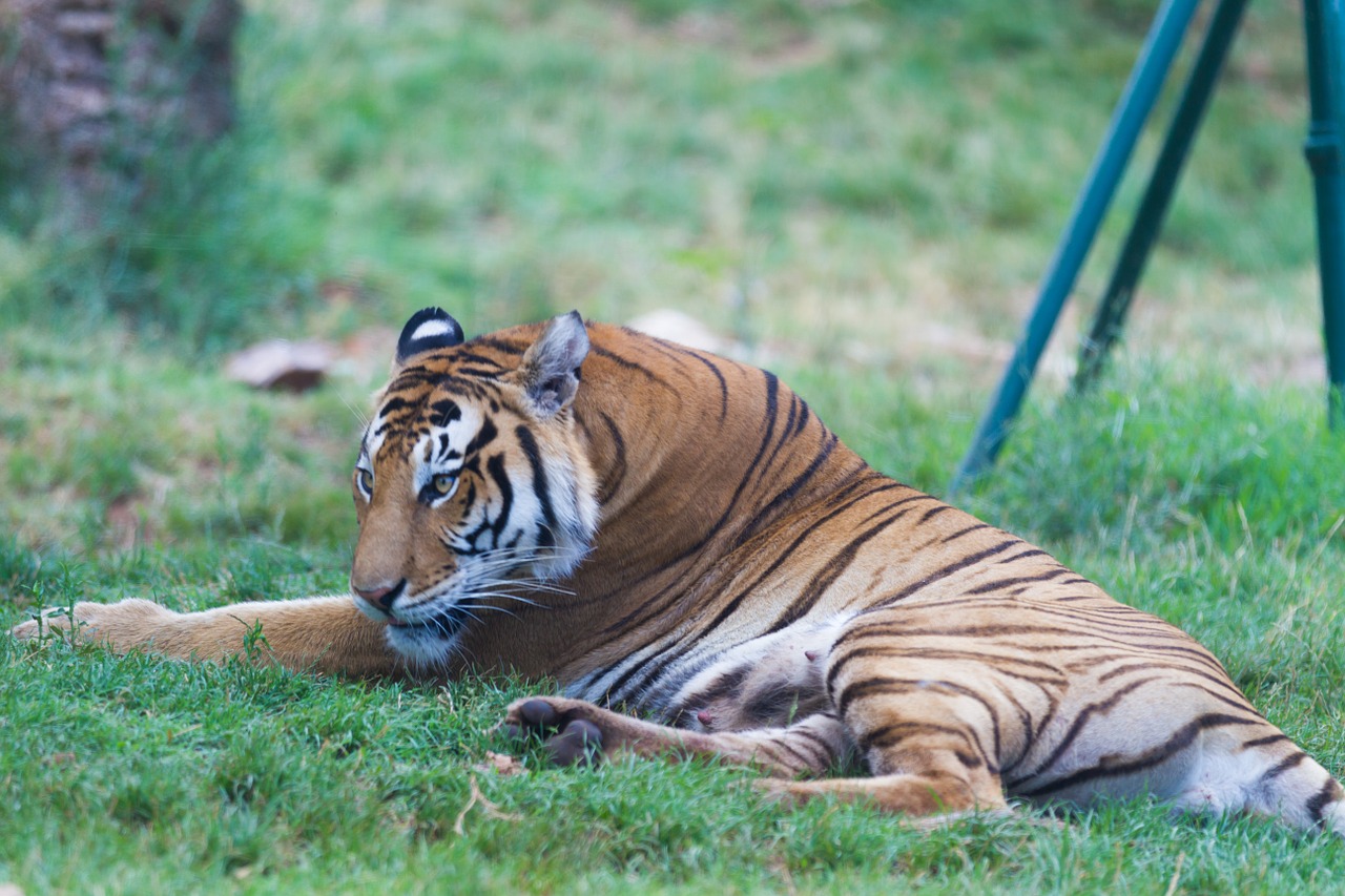 tiger animals fierce free photo