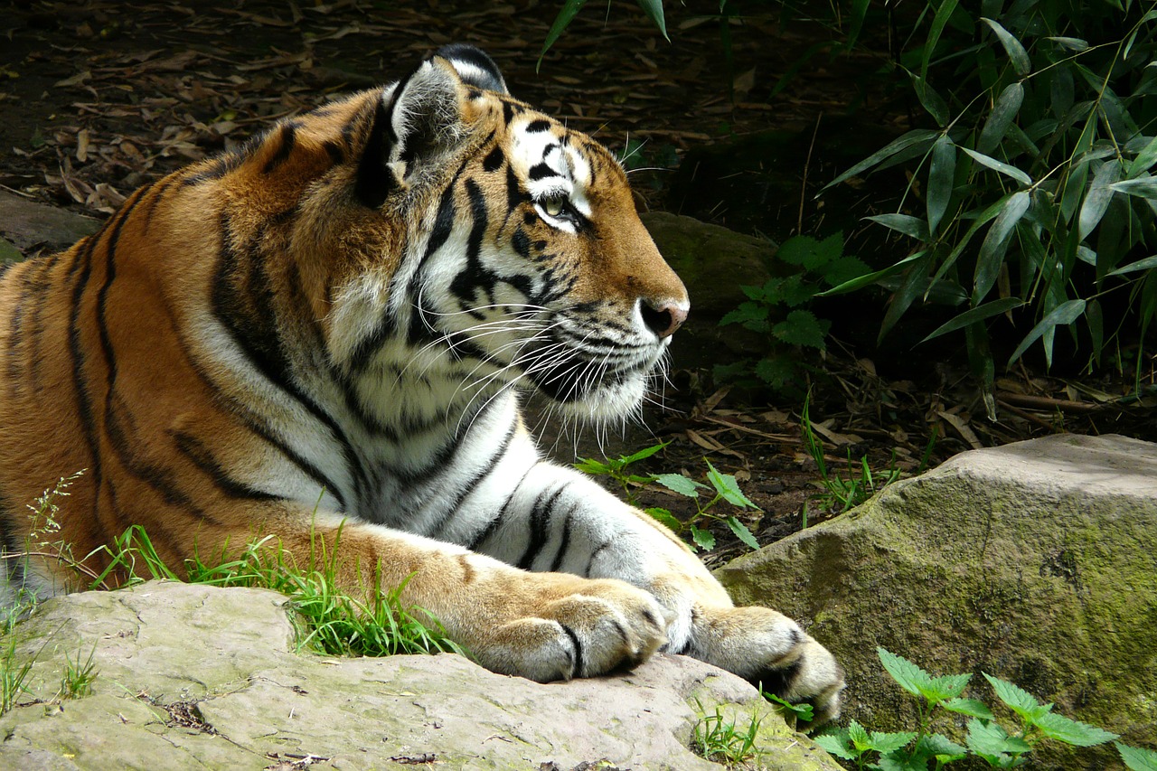 tiger zoo cat free photo