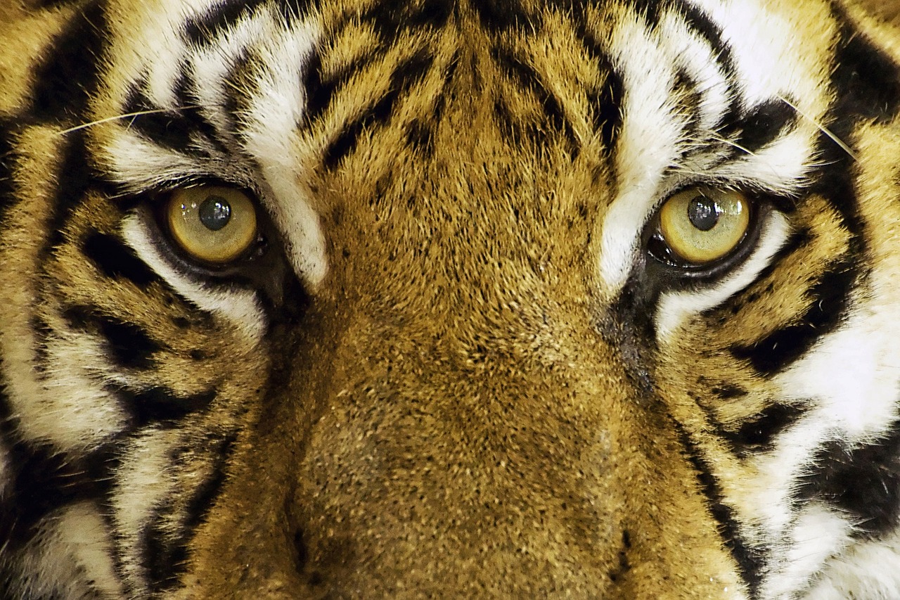 tiger feline wild free photo