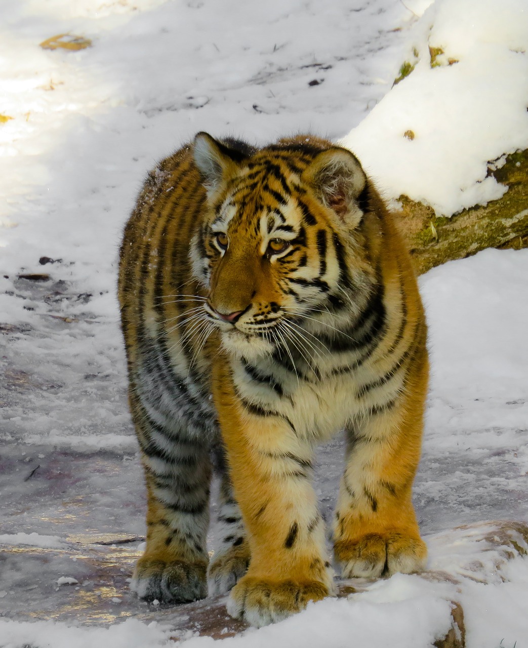 tiger tiger cub cat free photo