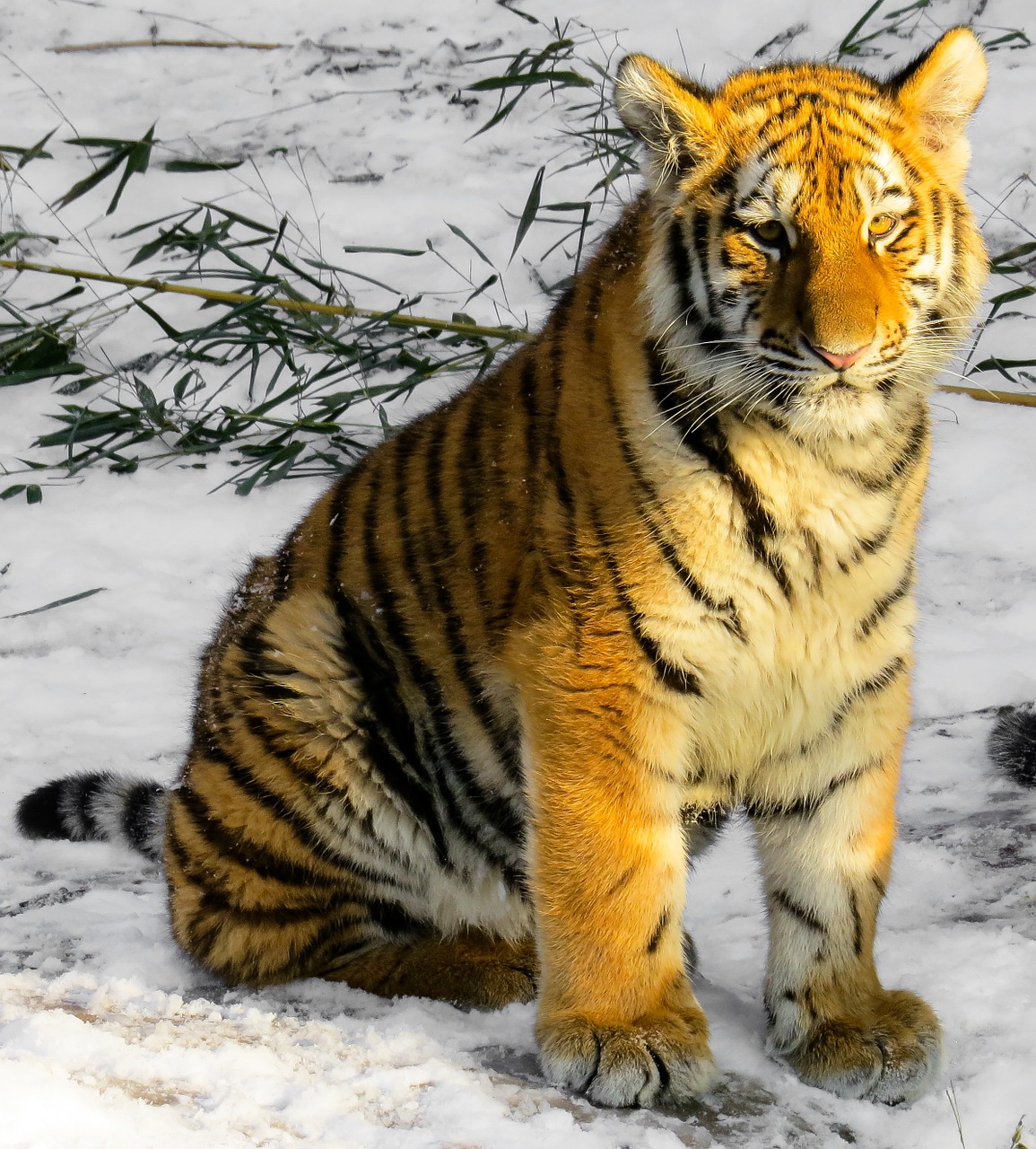 tiger tiger cub cat free photo