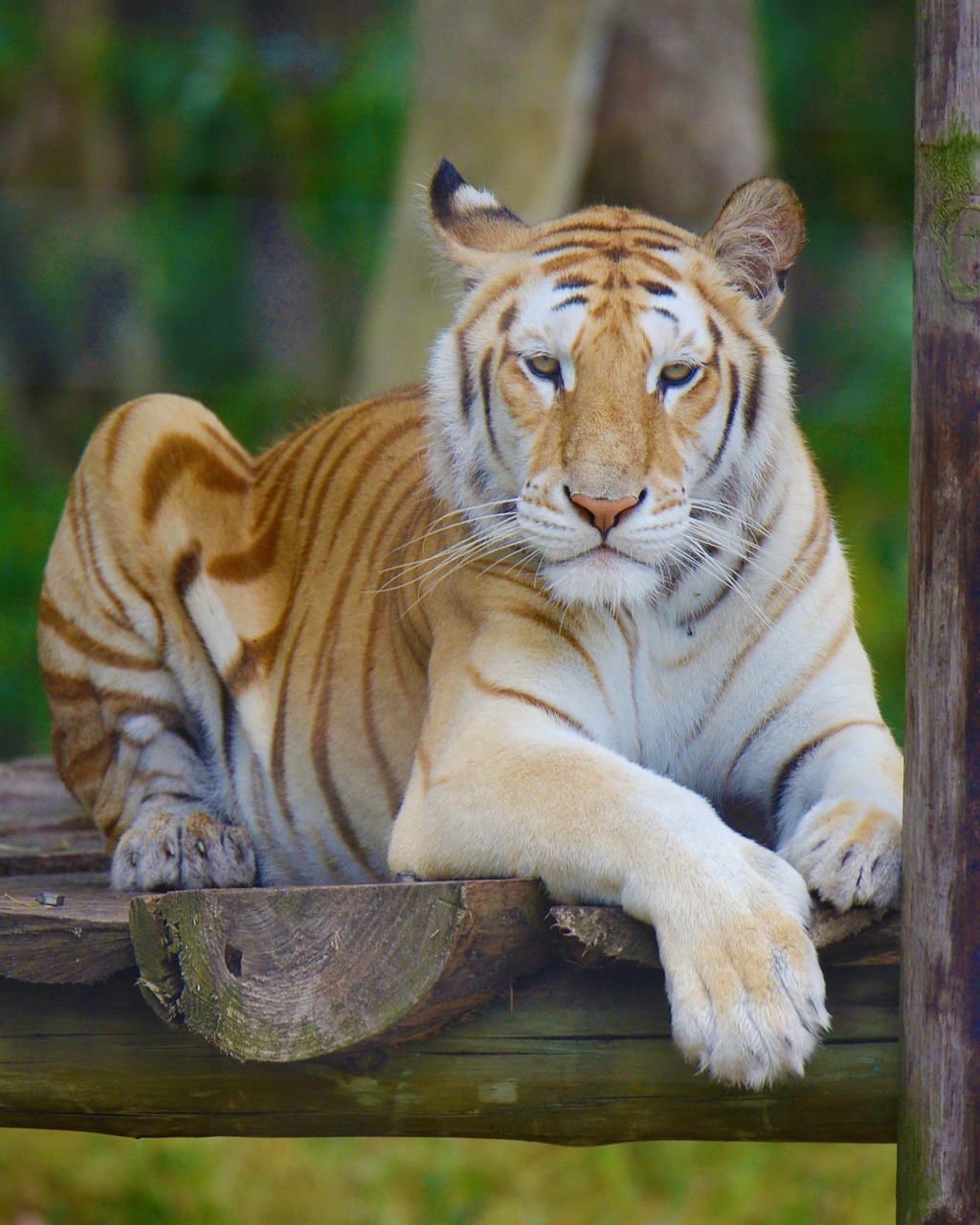 tiger south africa seaview lion park free photo