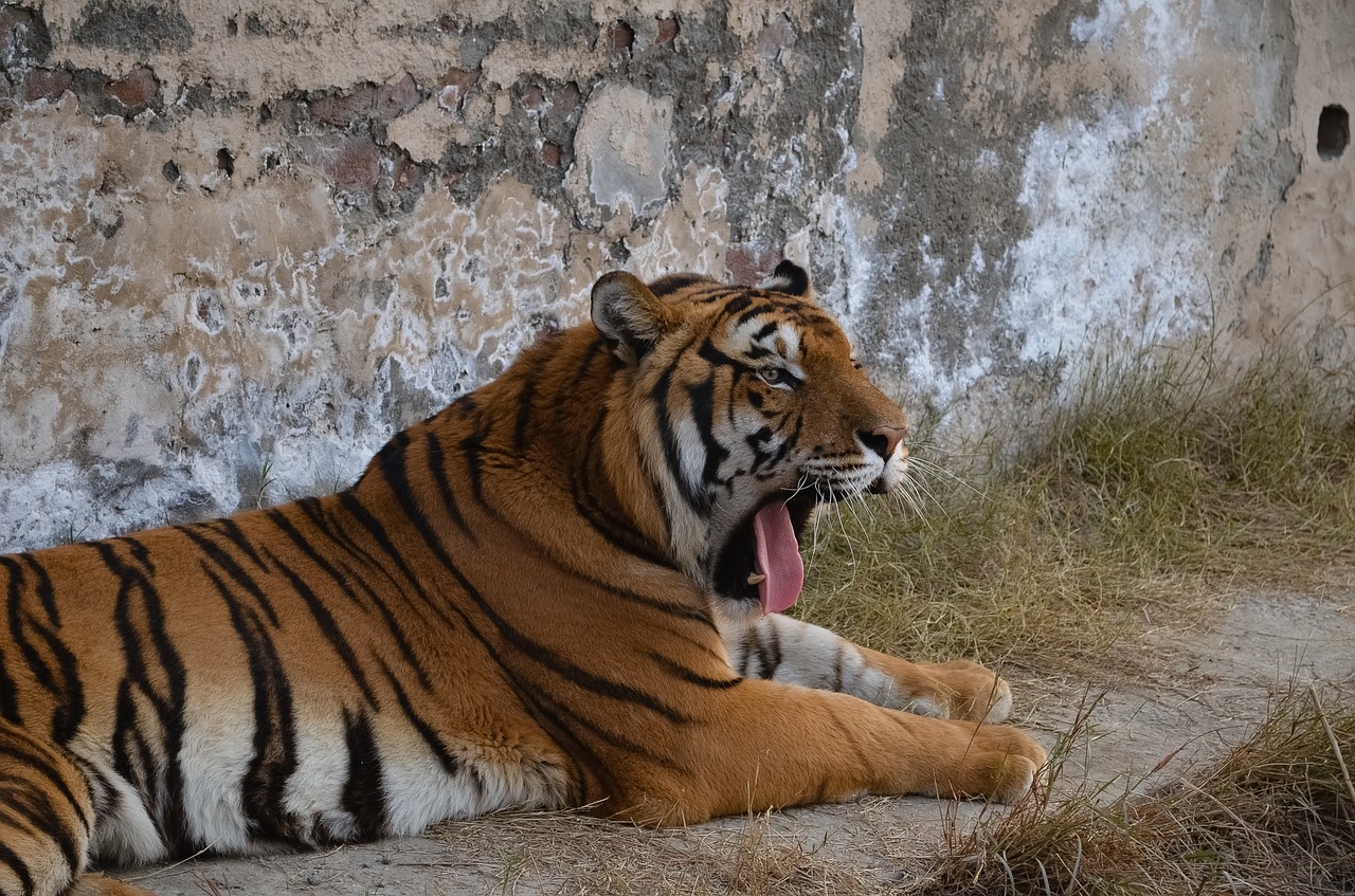 tiger wildlife animal free photo