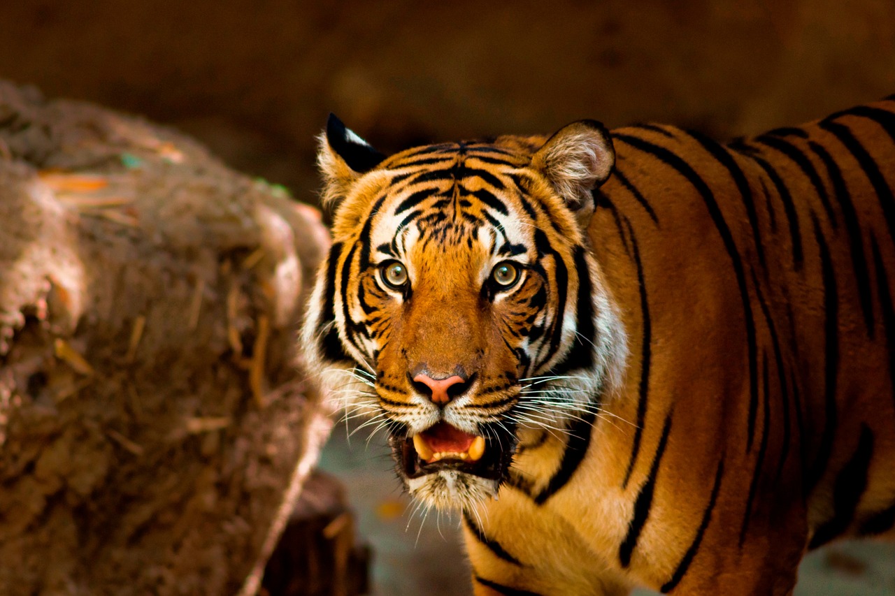 tiger animal nature free photo