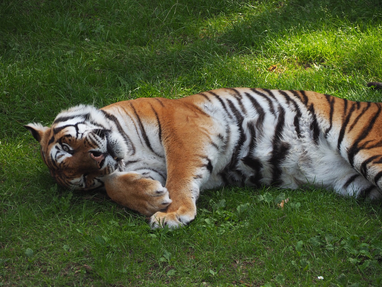 tiger zoo cat free photo