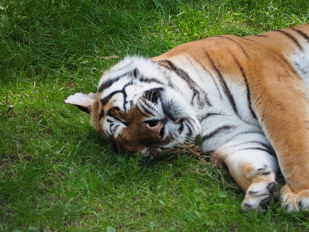 tiger cat serengeti park free photo