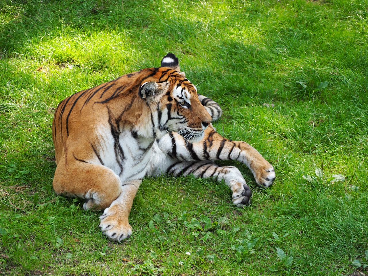 tiger cat serengeti park free photo