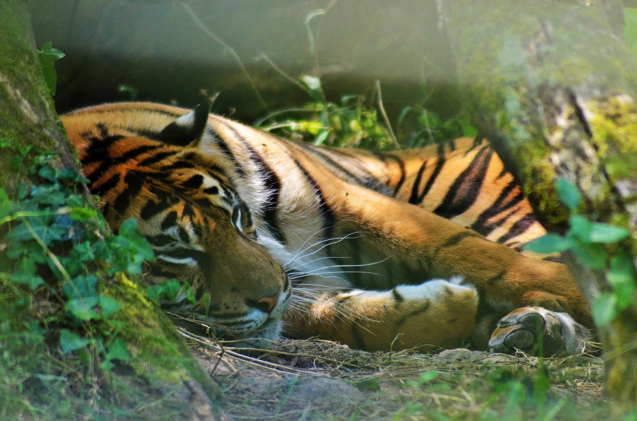 tiger asia zoo free photo