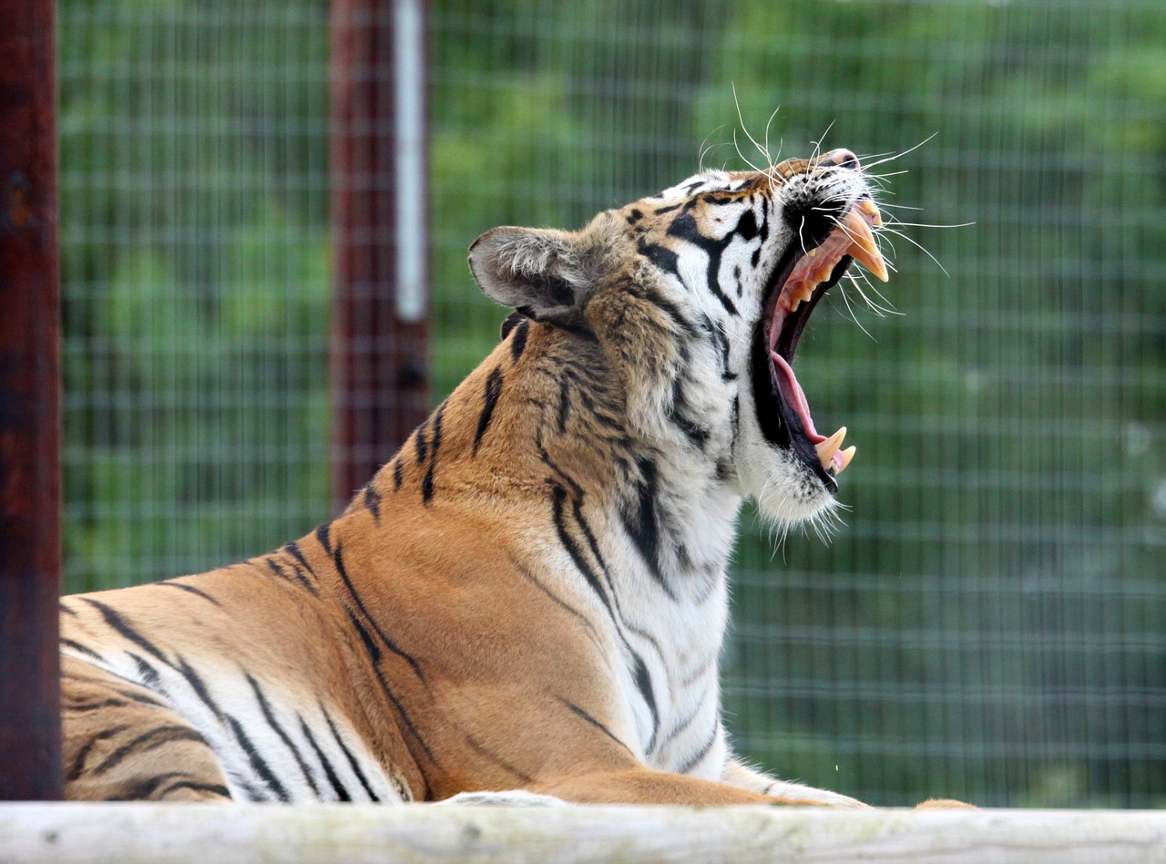 tiger cat yawn free photo