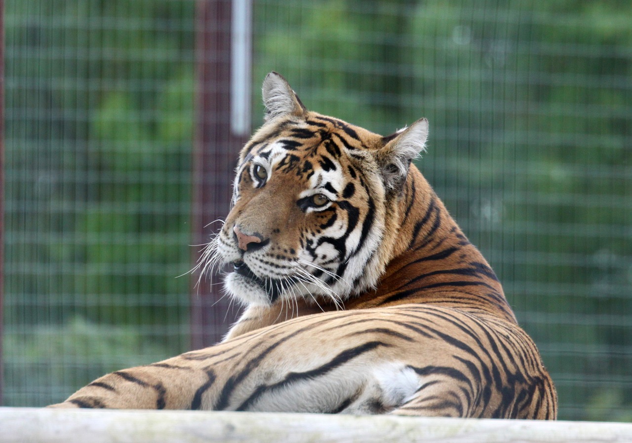 tiger cat looking free photo