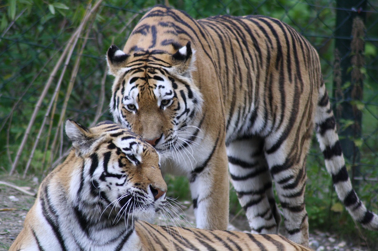 tiger animals predator free photo