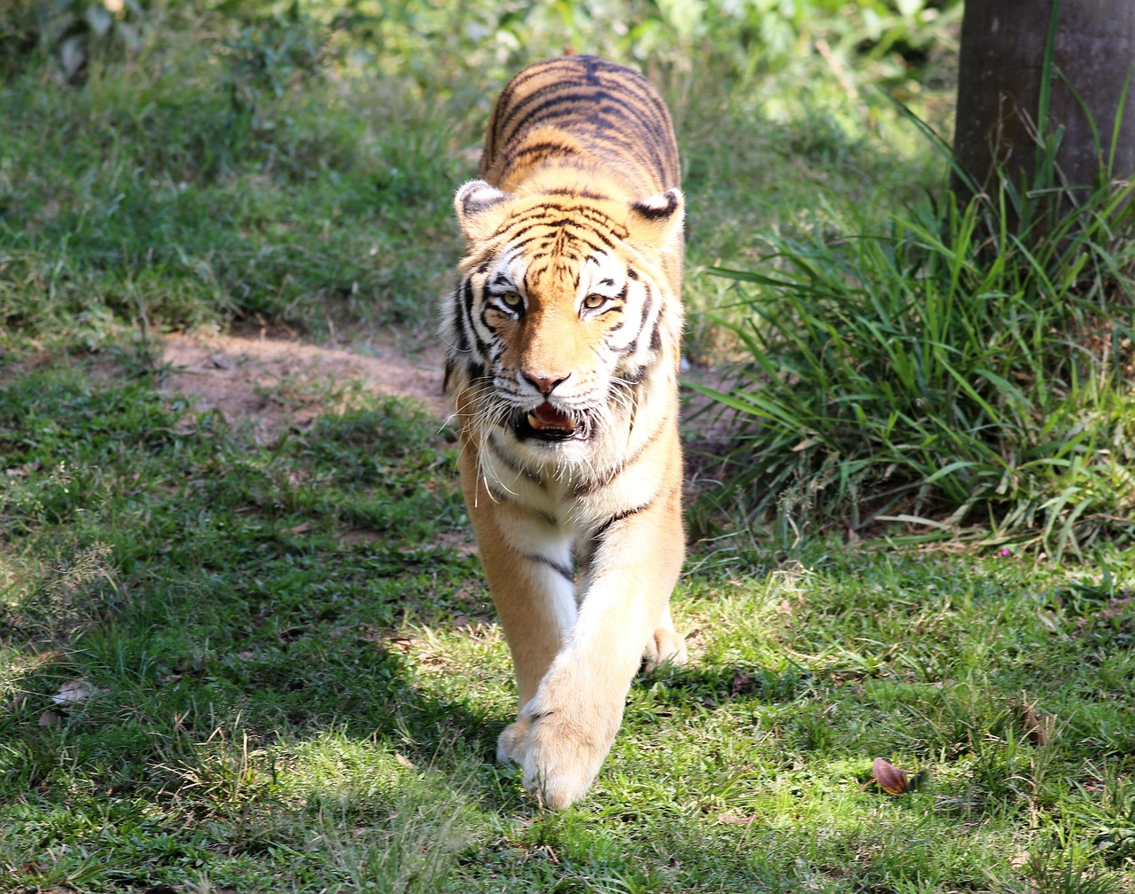 tiger siberian zoo free photo