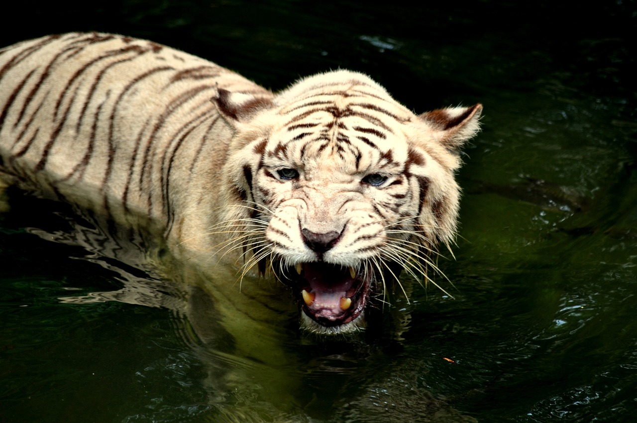 tiger zoo wildlife free photo