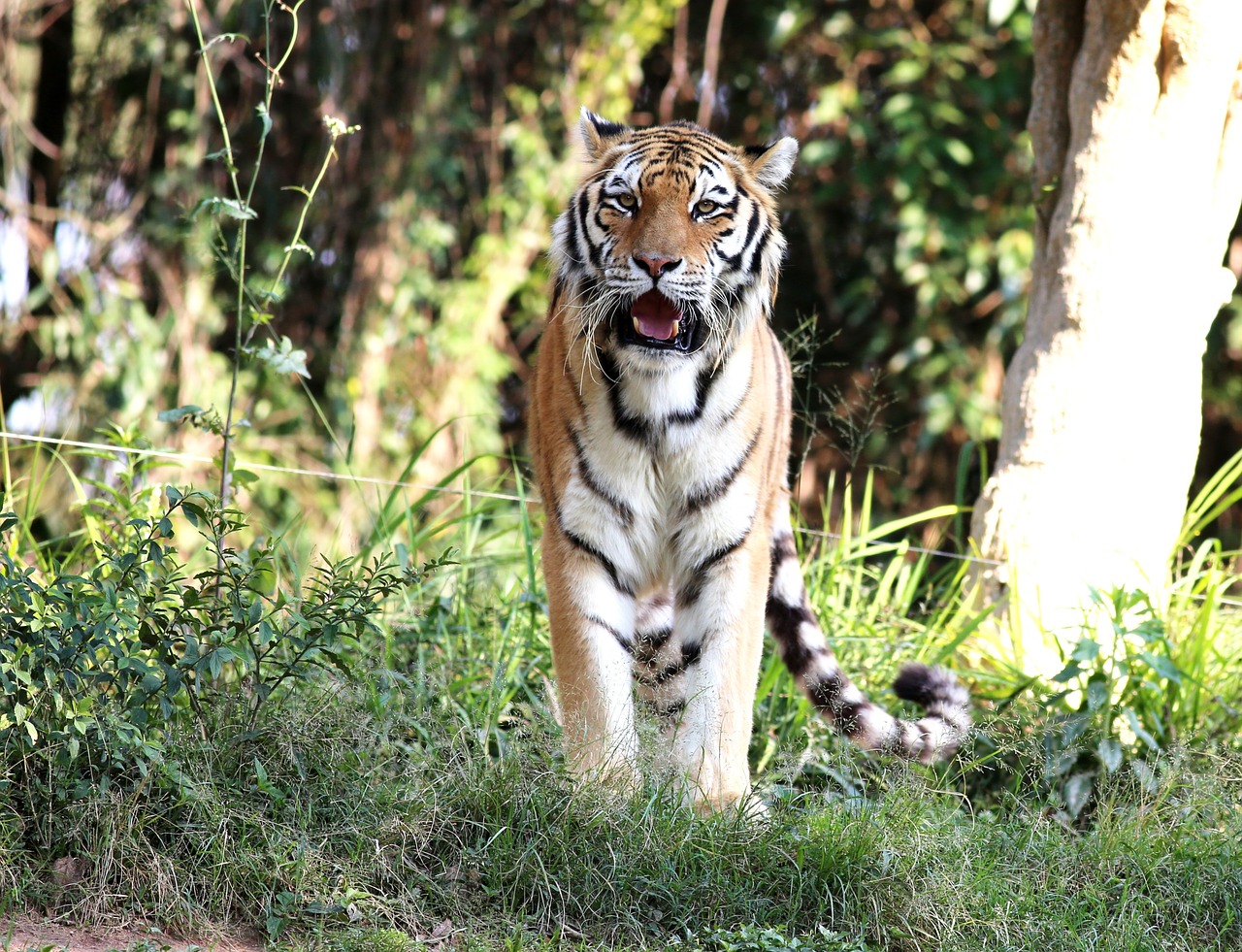 tiger siberian wild free photo