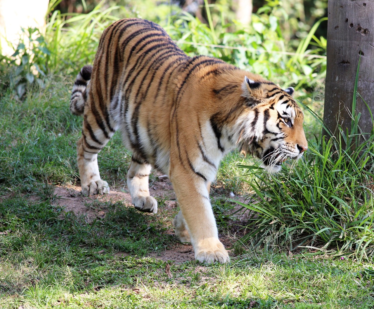 tiger wild looking free photo