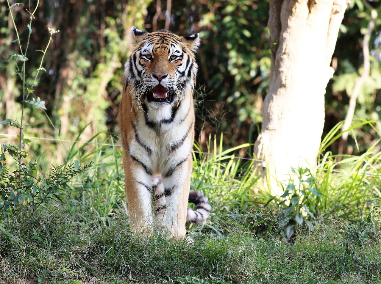 tiger wild looking free photo