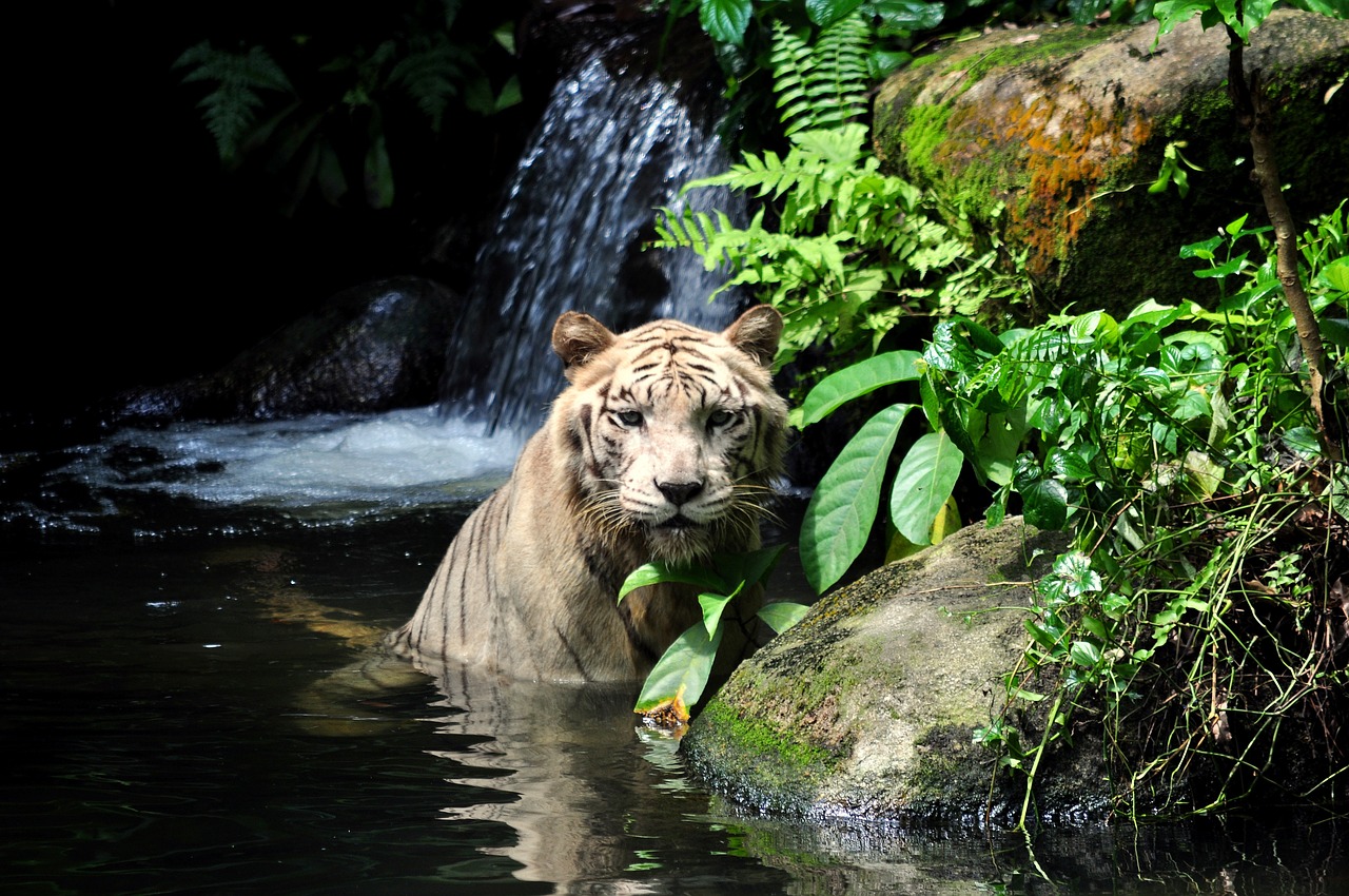 tiger white wild free photo