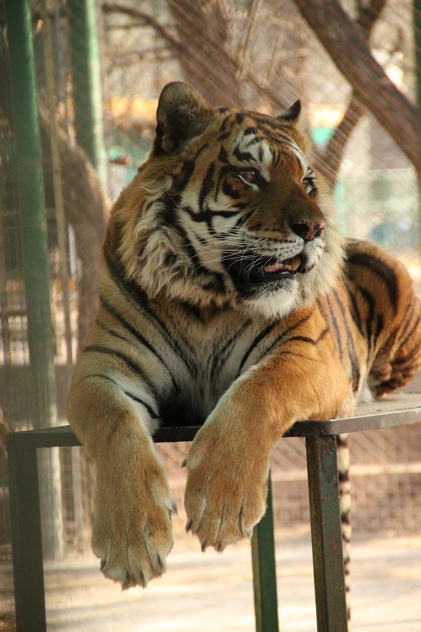 tiger zoo wild free photo