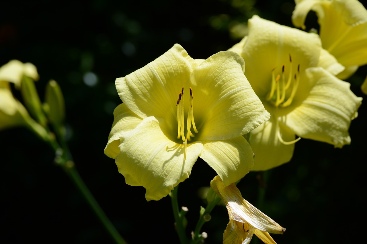 tiger lily nature free photo