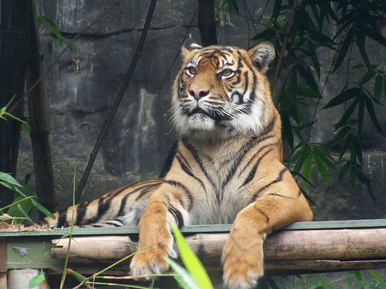 tiger majestic zoo free photo