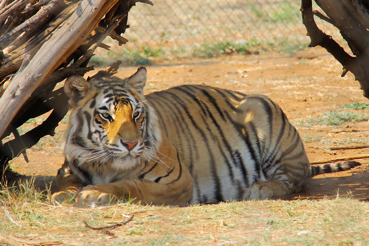 tiger predator world pilanesberg national park free photo