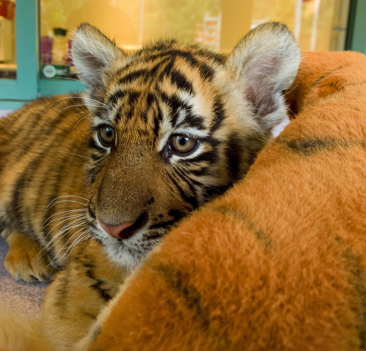 tiger tiger cub cat free photo