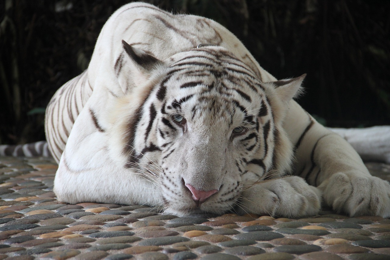tiger white tiger zoo free photo