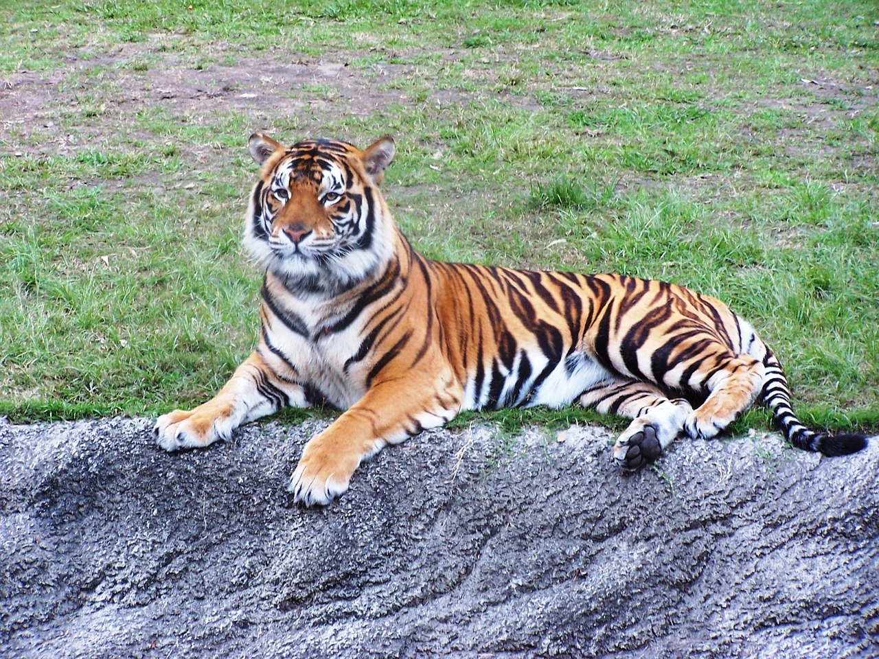 tiger dreamworld stripes free photo