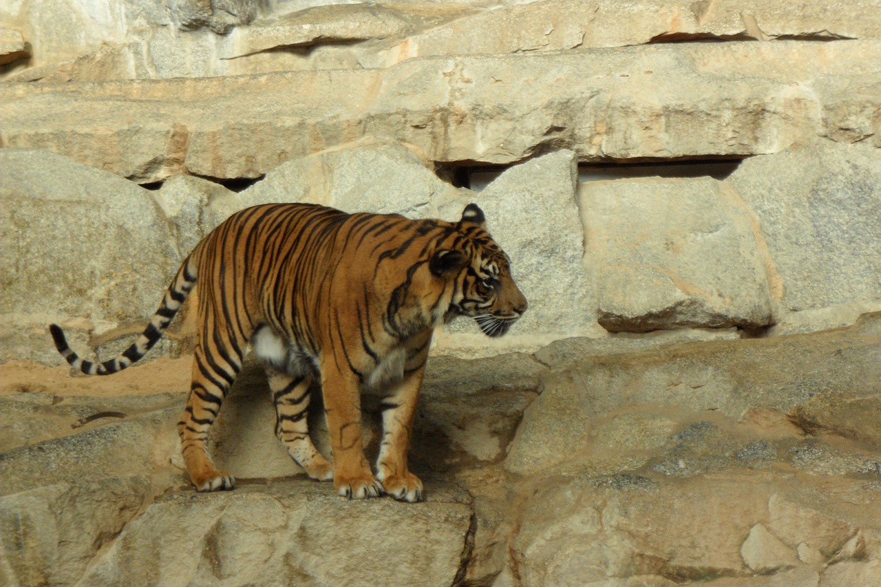 tiger zoo animals free photo