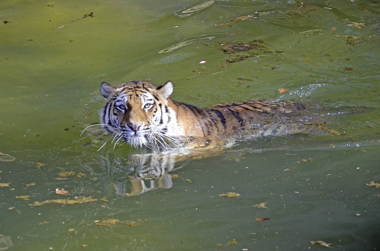 tiger big cat water free photo