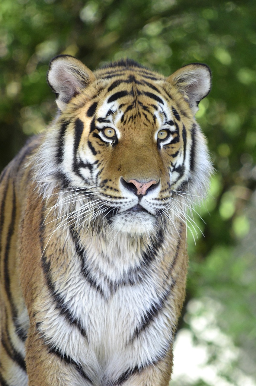 tiger big cat predator free photo