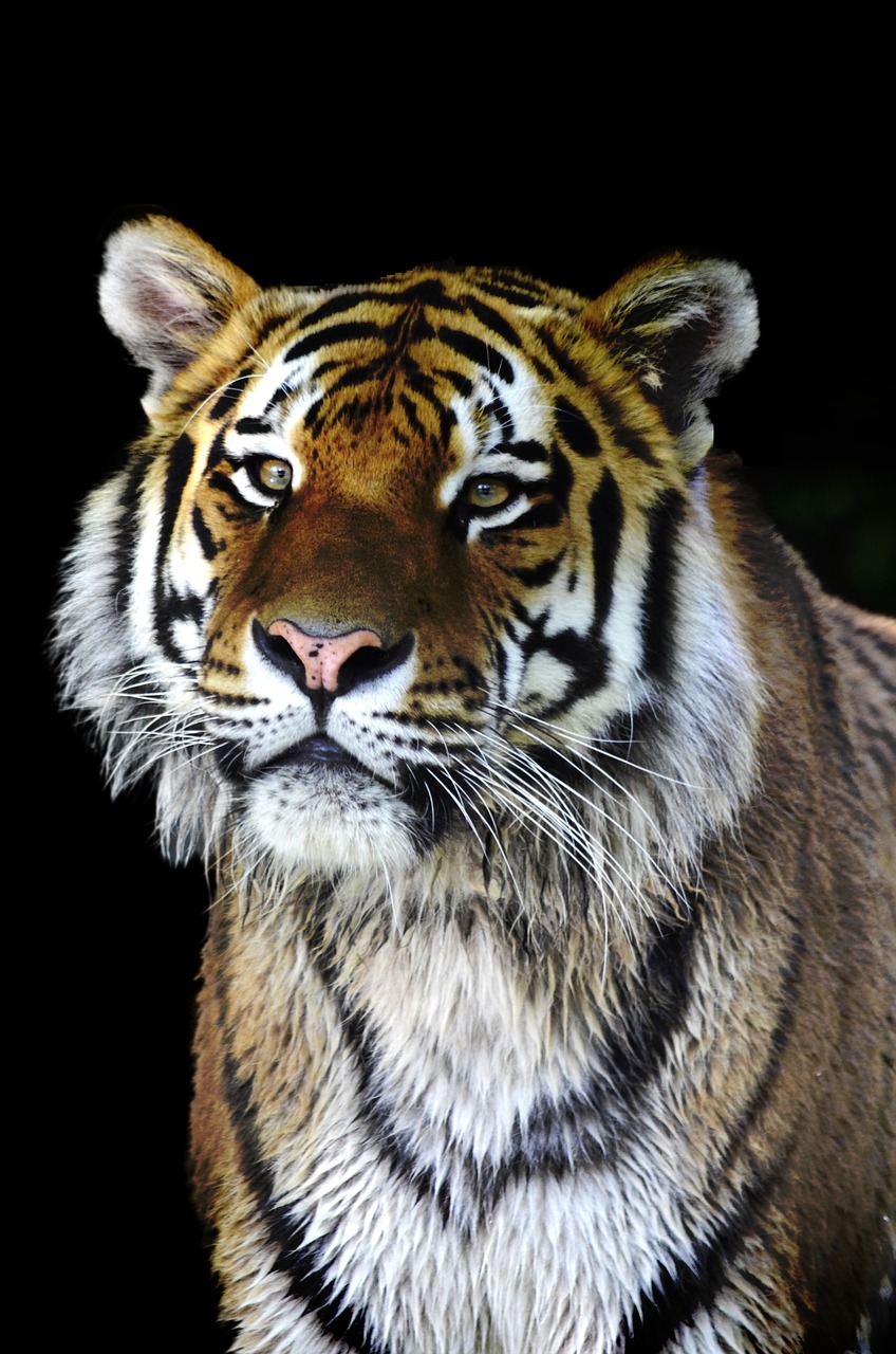 tiger big cat cat free photo