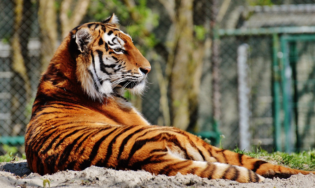 tiger predator fur free photo