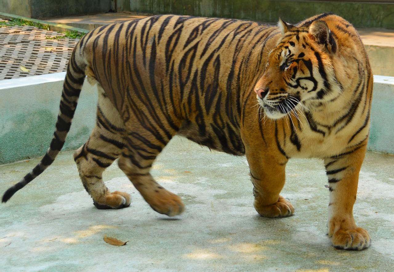 Download free photo of Tiger,animal,nature,wild,zoo - from 