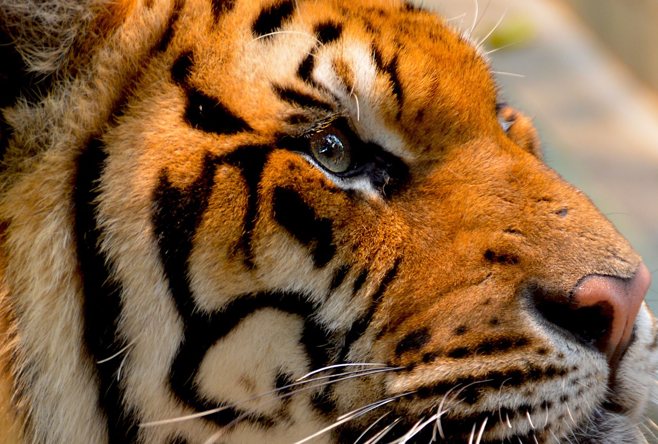 tiger cat animal free photo
