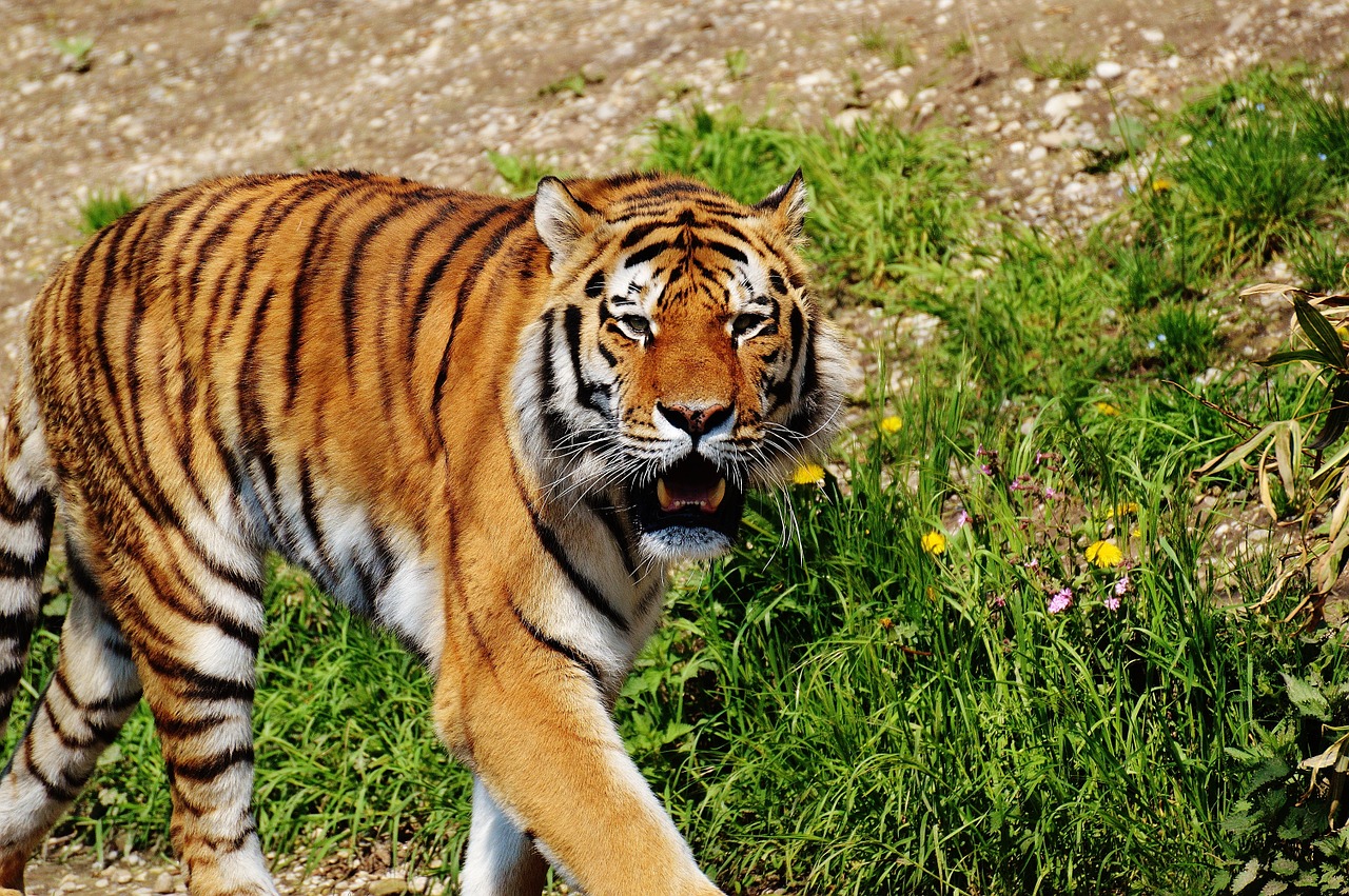 tiger predator fur free photo