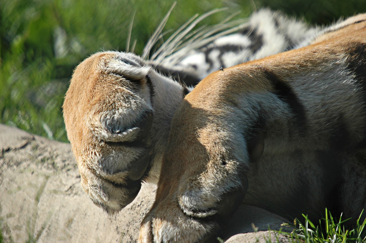 tiger paw nap free photo