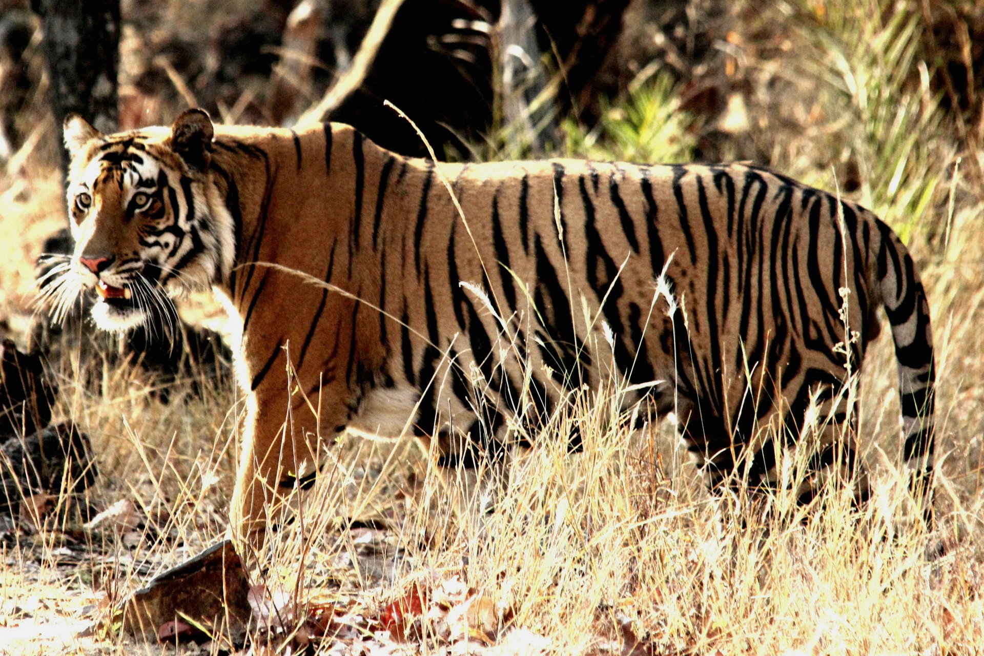 tiger hunt india free photo