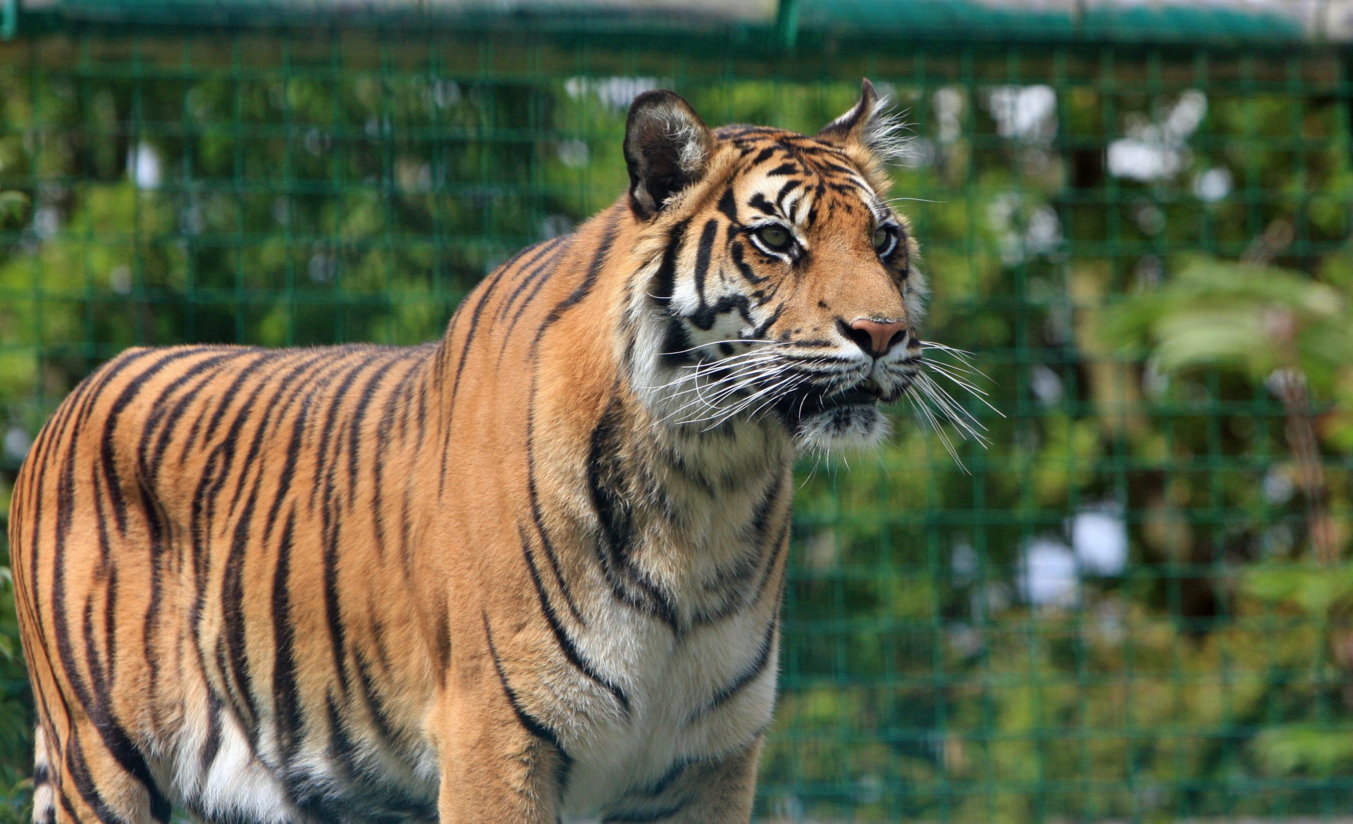 tiger male standing free photo