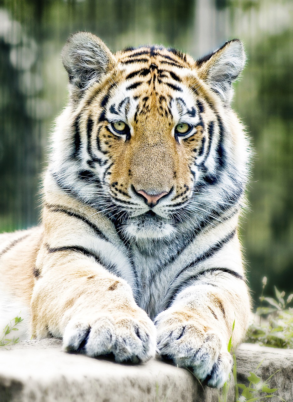 tiger siberian tiger cat free photo